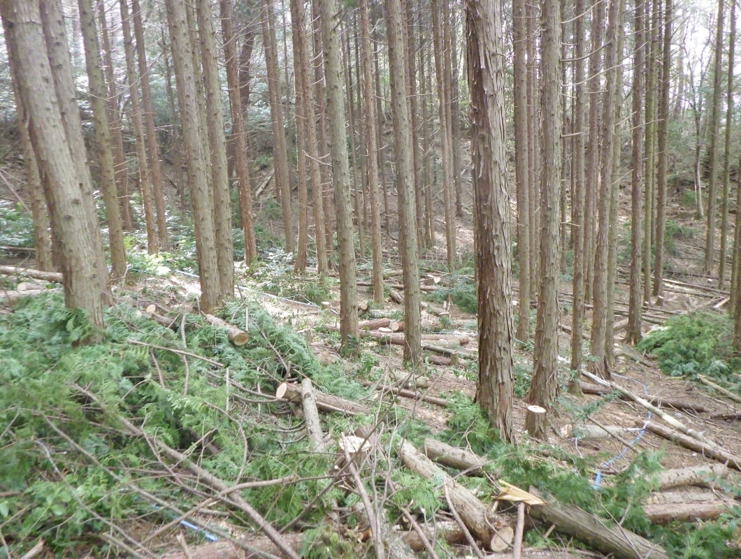 印のついた木が伐採された